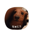 ショコラの言葉（個別スタンプ：4）