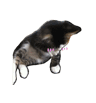 可愛い雑種猫と可愛いゴリラ犬（個別スタンプ：1）