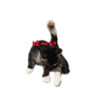 可愛い雑種猫と可愛いゴリラ犬（個別スタンプ：2）