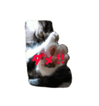 可愛い雑種猫と可愛いゴリラ犬（個別スタンプ：3）