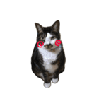 可愛い雑種猫と可愛いゴリラ犬（個別スタンプ：5）