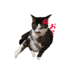 可愛い雑種猫と可愛いゴリラ犬（個別スタンプ：13）