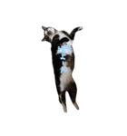 可愛い雑種猫と可愛いゴリラ犬（個別スタンプ：21）