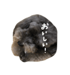 可愛い雑種猫と可愛いゴリラ犬（個別スタンプ：22）