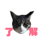 しろ＆しま（個別スタンプ：1）