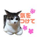 しろ＆しま（個別スタンプ：2）