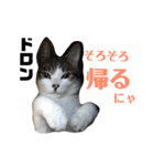 しろ＆しま（個別スタンプ：3）