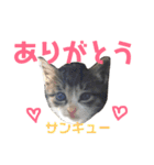 しろ＆しま（個別スタンプ：4）