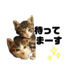 しろ＆しま（個別スタンプ：7）