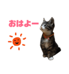 しろ＆しま（個別スタンプ：12）