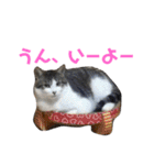 しろ＆しま（個別スタンプ：13）