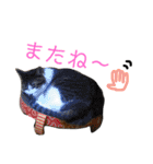 しろ＆しま（個別スタンプ：18）