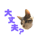 しろ＆しま（個別スタンプ：31）