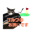 しろ＆しま（個別スタンプ：36）