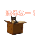 しろ＆しま（個別スタンプ：37）