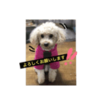 ラッキー12（個別スタンプ：4）