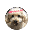 ラッキー12（個別スタンプ：8）