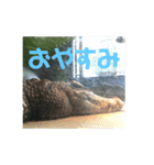 おちゃめな動物スタンプ（個別スタンプ：6）