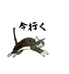 やる気少な目のねこ（個別スタンプ：16）