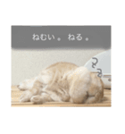 はむちゃんのすたんぷ（個別スタンプ：4）