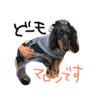 サブちゃんの相方、マロンの日常（個別スタンプ：3）
