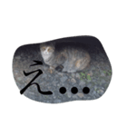 ぺんね（個別スタンプ：1）
