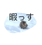 ぺんね（個別スタンプ：3）