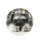 あんぢ（個別スタンプ：5）