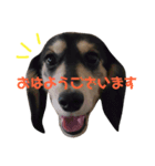 ジュニア＆リッキー+コタ（個別スタンプ：1）