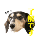 ジュニア＆リッキー+コタ（個別スタンプ：2）