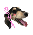 ジュニア＆リッキー+コタ（個別スタンプ：3）
