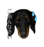 ジュニア＆リッキー+コタ（個別スタンプ：4）