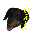 ジュニア＆リッキー+コタ（個別スタンプ：6）