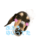 ジュニア＆リッキー+コタ（個別スタンプ：7）