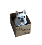 ほのぼのモモジロウ（個別スタンプ：1）