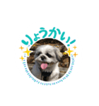 シーズーのムック♪（個別スタンプ：1）