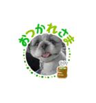 シーズーのムック♪（個別スタンプ：2）