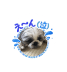 シーズーのムック♪（個別スタンプ：3）