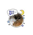 シーズーのムック♪（個別スタンプ：5）