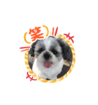 シーズーのムック♪（個別スタンプ：6）