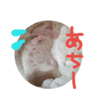 まいはむすたー。（個別スタンプ：1）