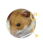 まいはむすたー。（個別スタンプ：5）