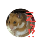 まいはむすたー。（個別スタンプ：7）
