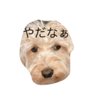 Clear's reply 2！（個別スタンプ：8）
