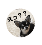 きなりとすずり（個別スタンプ：16）
