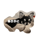 きなりとすずり（個別スタンプ：20）