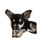 きなりとすずり（個別スタンプ：22）