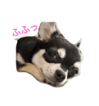 きなりとすずり（個別スタンプ：23）