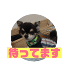 チワワ レオンそら 日常編2（個別スタンプ：6）