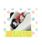 チワワ レオンそら 日常編2（個別スタンプ：12）